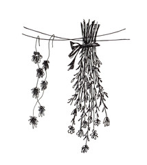 Hand-drawn in ink. A bouquet of wild healing herbs for medicinal tea is dried hanging. Collection, harvesting of plants for a natural home pharmacy. Herbal medicine and health care