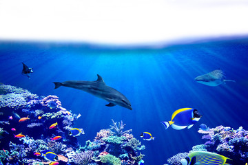 Background of coral reef  with Tropical marine fish, dolphin and whale shark and surface with white...