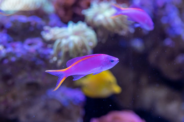 Obraz premium Yellowstriped fairy basslet (Pseudanthias tuka) in reef aquarium