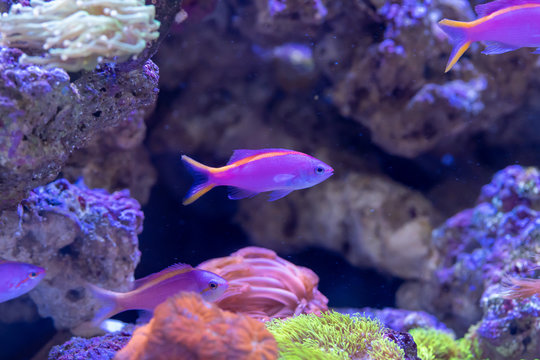 Yellowstriped fairy basslet (Pseudanthias tuka) in reef aquarium