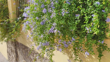jardines cordobeses, patrimonio inmaterial de la humanidad