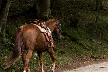 Obraz premium Nice brown horse with its chair strolling through the forest