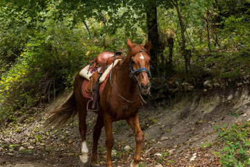 Nice brown horse with its chair strolling through the forest