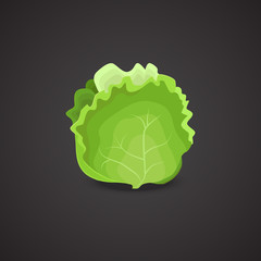 Lettuce vector icon.