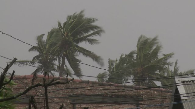 Palm Trees Thrash In Strong Wind As Hurricane Hits - Megi