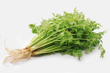 Coriander leaf isolated on white background