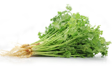 Coriander leaf isolated on white background