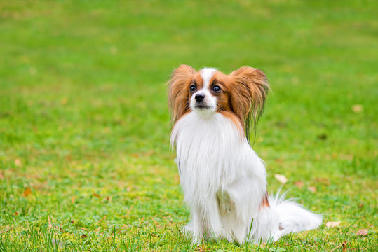 Portrait of a papillon purebreed dog