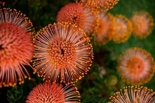 Pin Cushion Hakea many