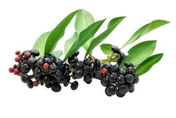 Jambolan plum or java plum isolated on white background