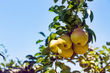Photo of pears among leaves on a tree in a fruit set on a sunny autumn day