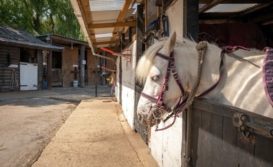 horse standing in a stable on a sunny day