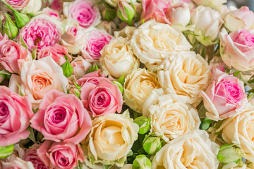 Obraz na płótnie Canvas Close up of bouquet of blooming roses. pastel colors