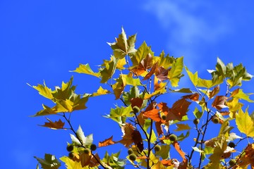 Autumn leaves in the sky