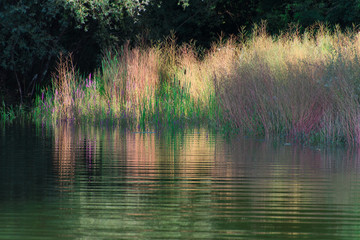 bord de lac et roseaux