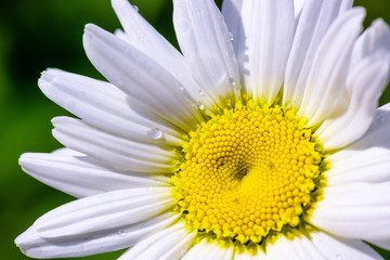 Daisy with drops of dew. Close-up. Macro. Fresh green grass with drops of dew and chamomile on a meadow close-up. Spring season. Natural background.