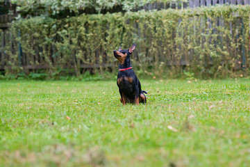 Portrait of a red miniature pinscher dog