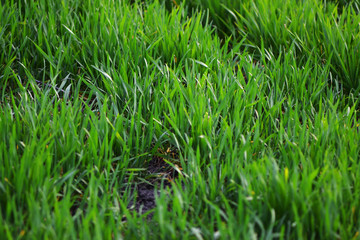 Dense green grass close-up landscape
