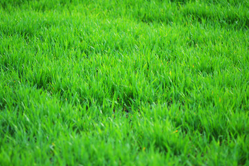 Dense green grass close-up landscape