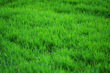 Dense green grass close-up landscape