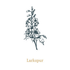 Delphinium vector illustration. Hand drawn sketch of Larkspur wild flower in engraving style. Botanical plant isolated.