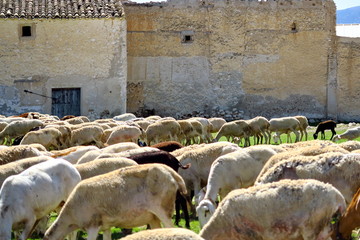 Troupeau de moutons devant une ferme.
