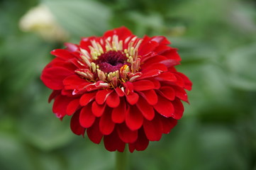 Bright Zinnia Macro, on a green background