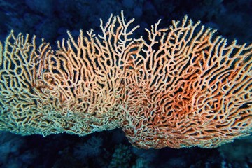 Fototapeta na wymiar Organic texture of Pink Sea Fan or Gorgonia coral (Annella mollis)