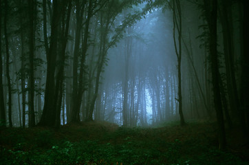 Obraz premium magiczne światło w fantastycznym lesie