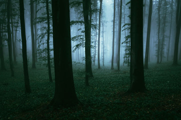 Fototapeta premium mysterious light in dark woods, fantasy landscape