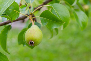Pear fruits hang and ripen on the tree in summer