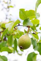 Pear fruits hang and ripen on the tree in summer