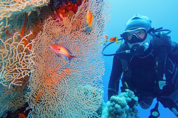 Man scuba diver and beautiful sea fan (gorgonia) coral and red coral fish Anthias close up.