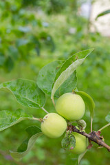 The fruits of apples hang and ripen on the tree in summer