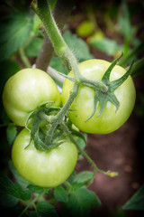Green tomatoes hang in a bunch and ripen in a greenhouse