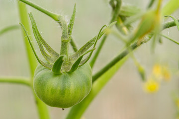 Green tomatoes hang in a bunch and ripen in a greenhouse