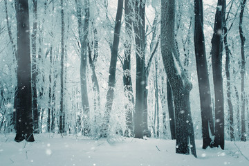 blizzard in winter forest with snow