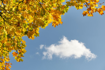 Autumnal background with beautifully colored maple leaves against the clear bue sky with one white cloud on a sunny autumn day in October in Germany