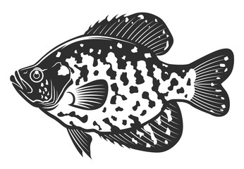 Black crappie fish. Freshwater fish isolated on white background. Monochrome illustration.