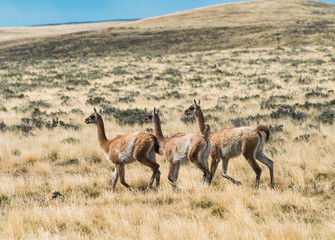 Three curious guanaco lamas in pampa