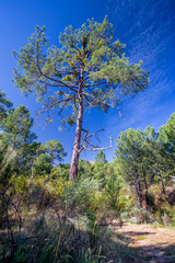 Pinos en el Valle de Iruelas en un día soleado. Avila. España. Europa.