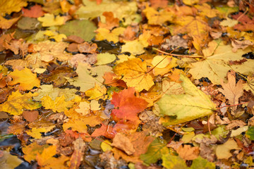 Autumnal background with beautifully colored fall foliage swimming on the water of a little creek in October in Germany