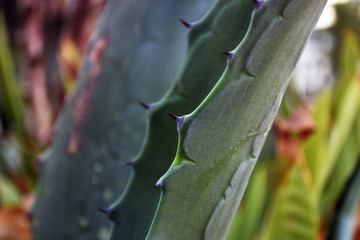 The beautiful blue-green of an agave cactus. Agave leaf texture background. Close-up.