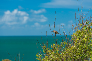 Hiking in Brittany, France on a beautiful summer day. A coastal path around the "Pointe De Meinga" leads from one beach to anoter and is located near the villages of  La Guimorait and La Marette.