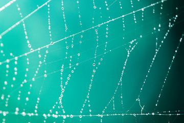 Wet spiderweb with beads of dew droplets close-up 