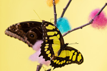 Tropical butterflies over yellow
