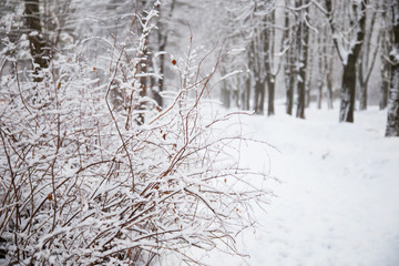 winter outdoor landscape