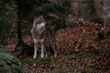 Naklejka na ściany i meble Wolf is standing in Bayerischer Wald National Park, Germany