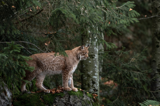 Lynx on the rock in Bayerischer Wald National Park, Germany