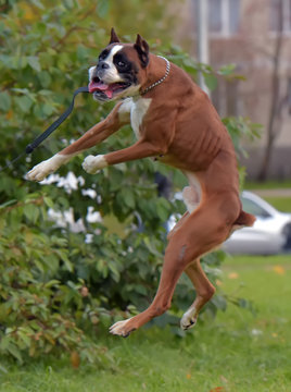 German Boxer Dog Jumping